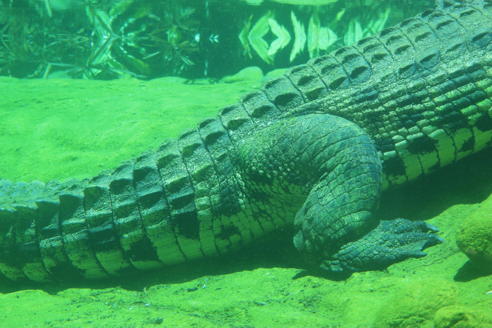 Nile Crocodile