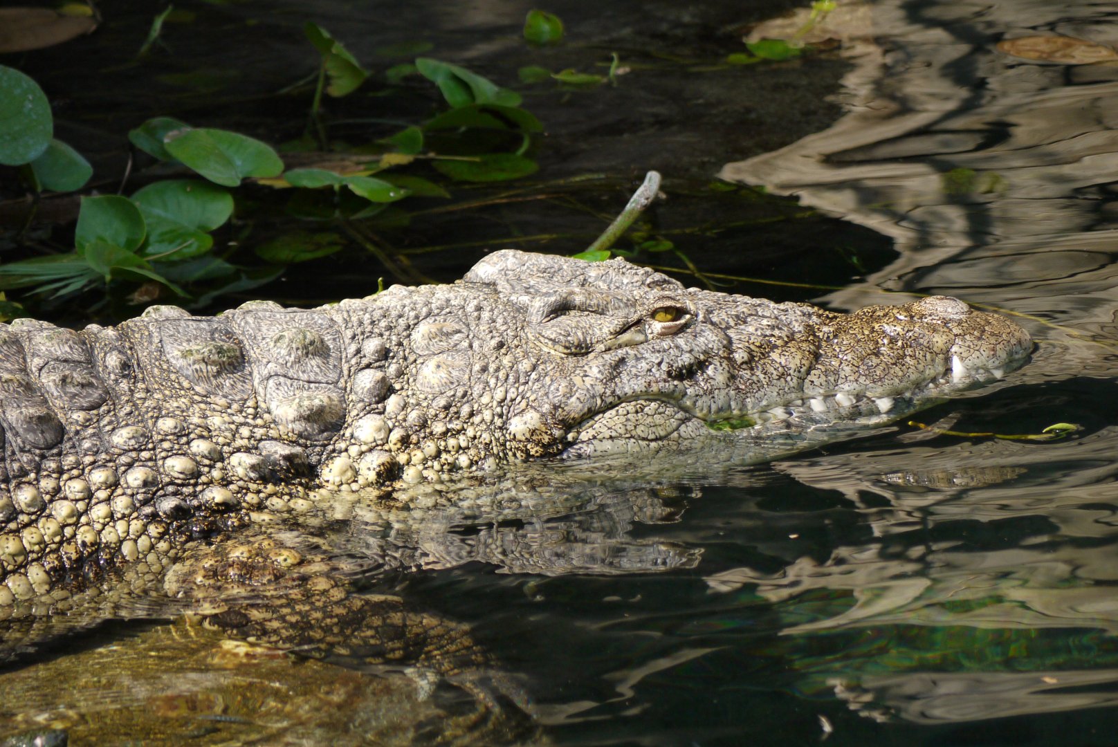 Nile Crocodile