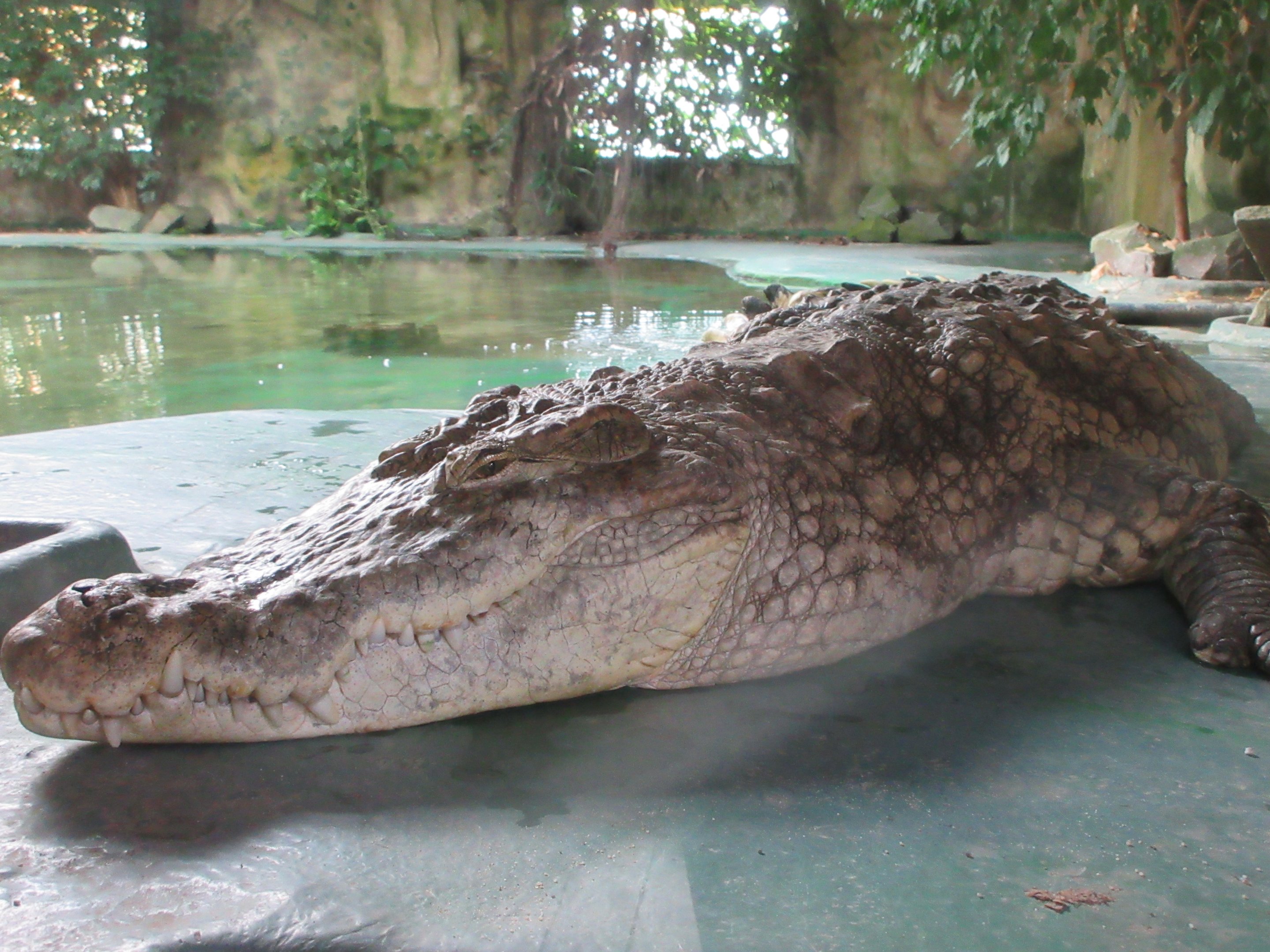 Nile Crocodile