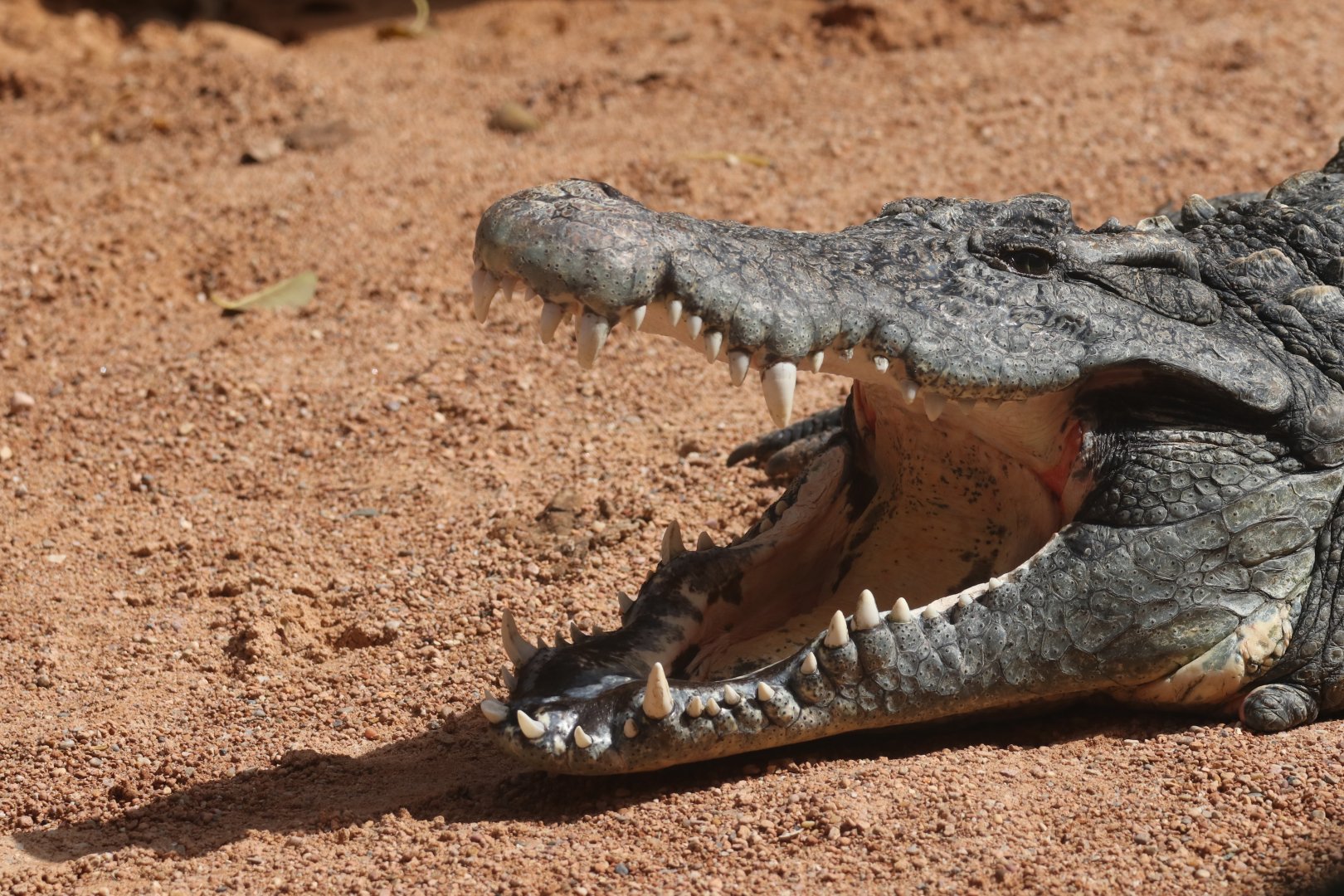 Nile crocodile