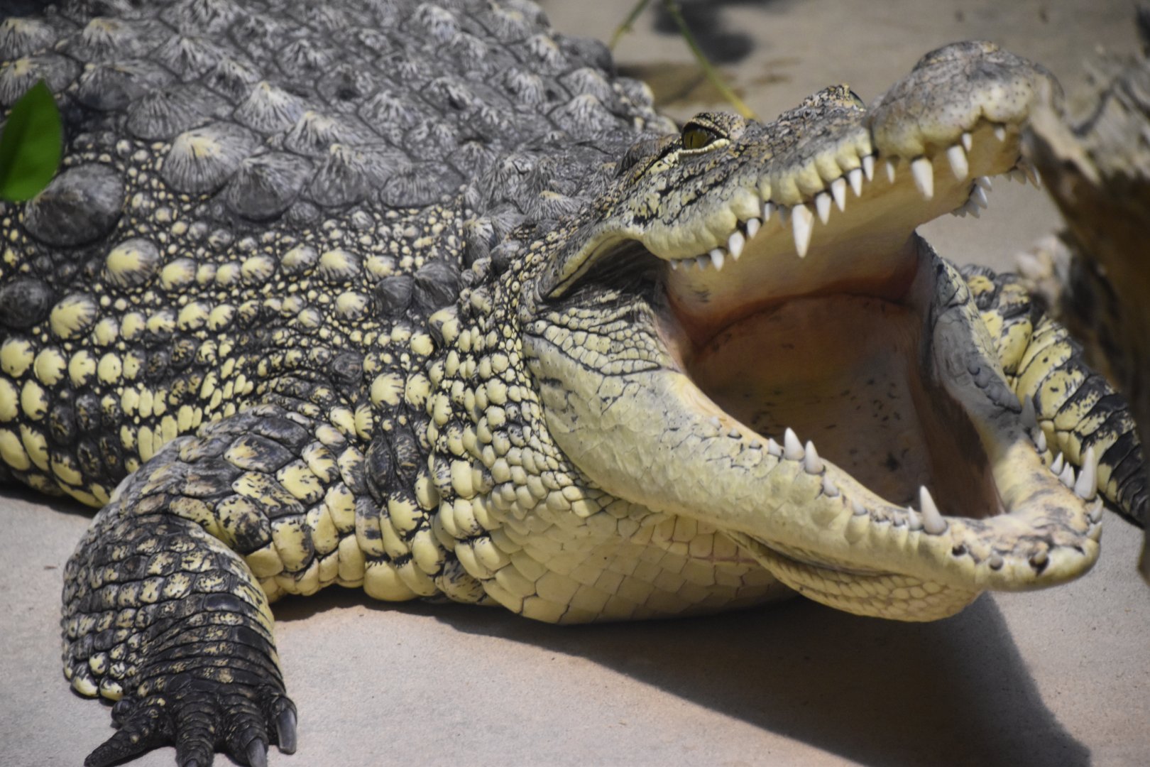 Nile crocodile