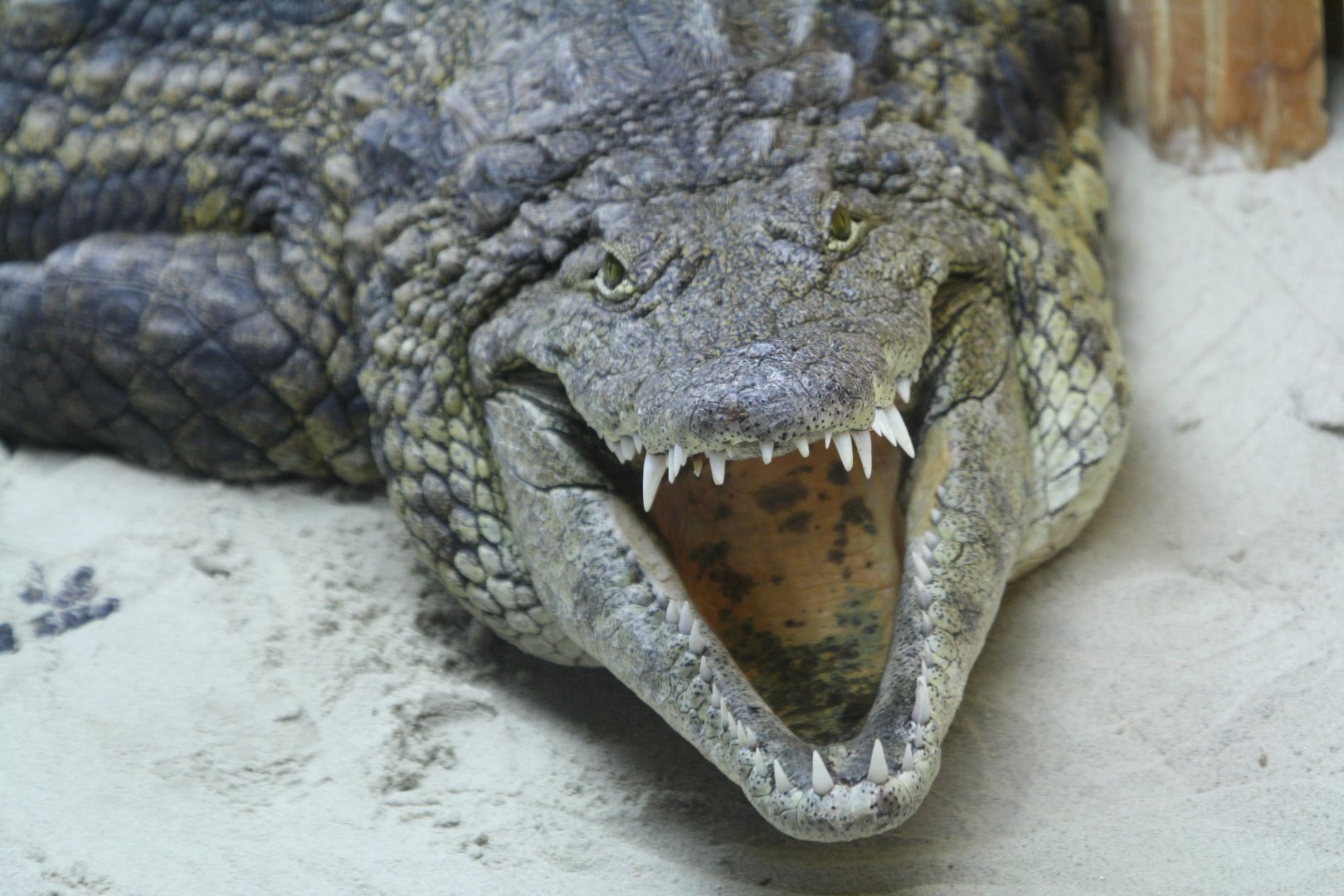 Nile crocodile