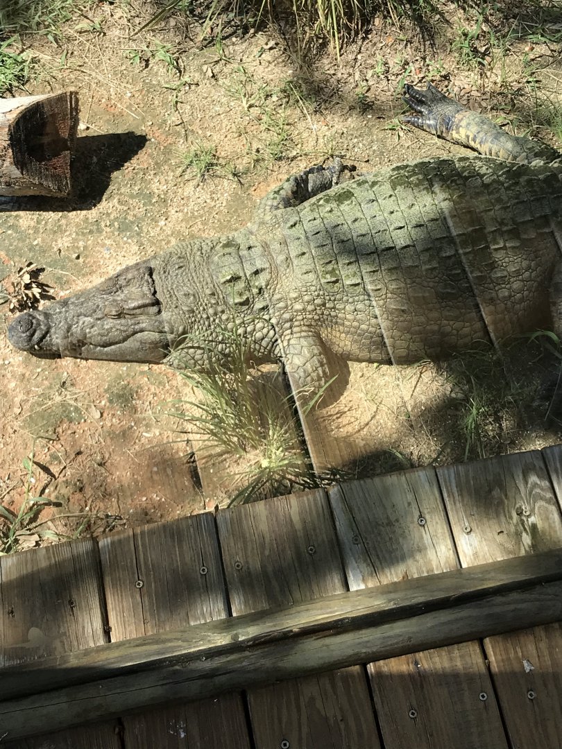 Nile crocodile