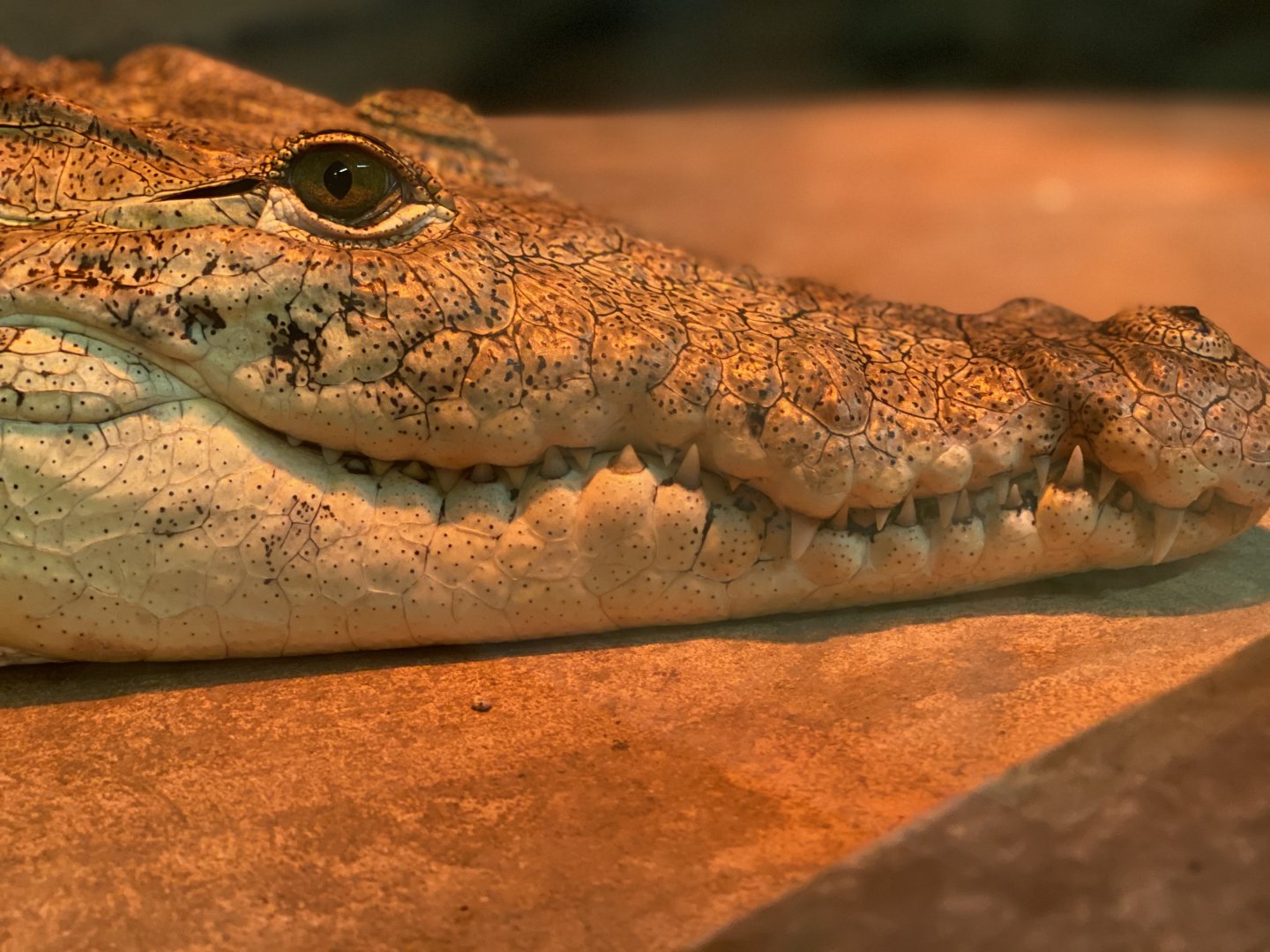 Nile crocodile