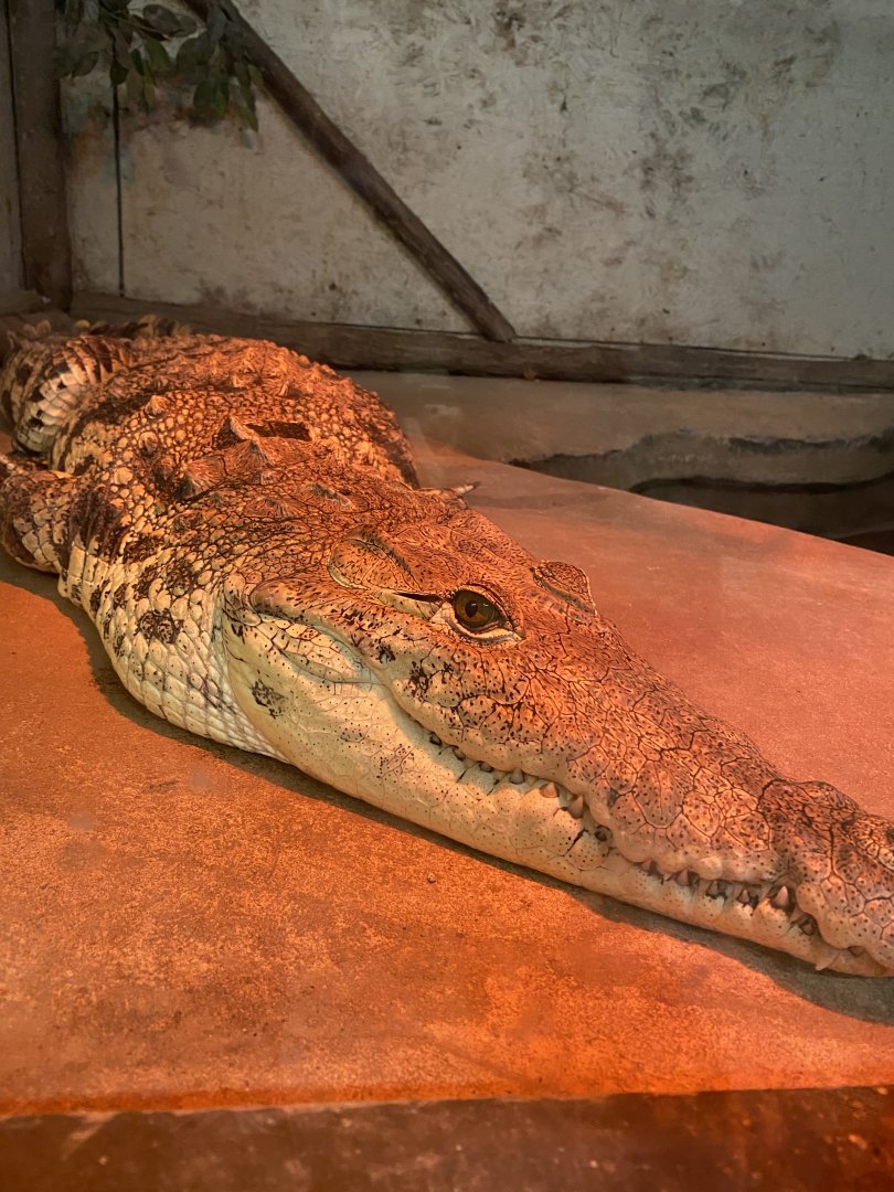Nile crocodile