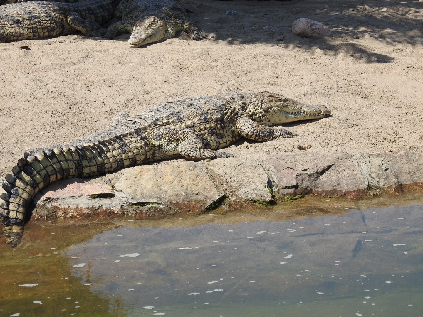 Nile crocodile