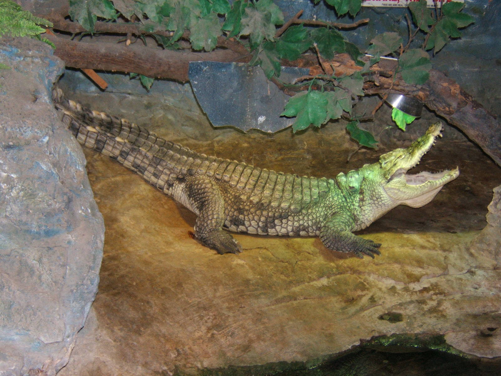 Nile Crocodile