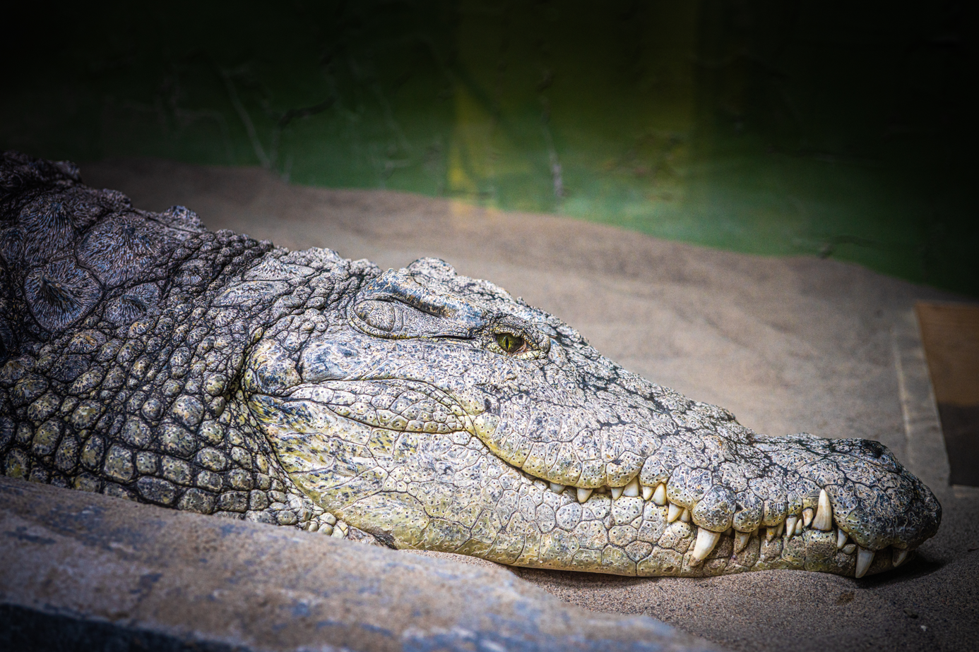 Nile Crocodile