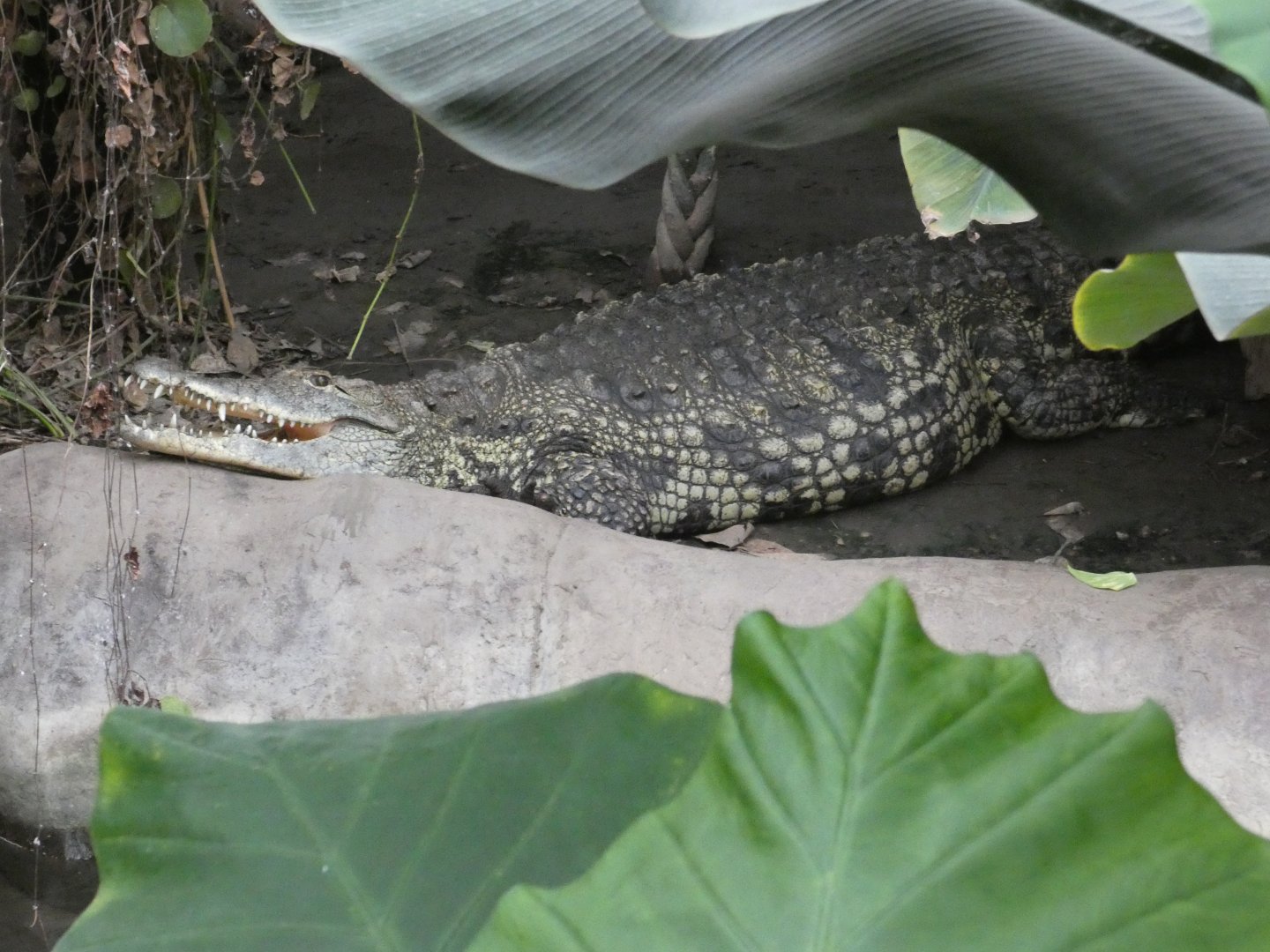 Nile crocodile