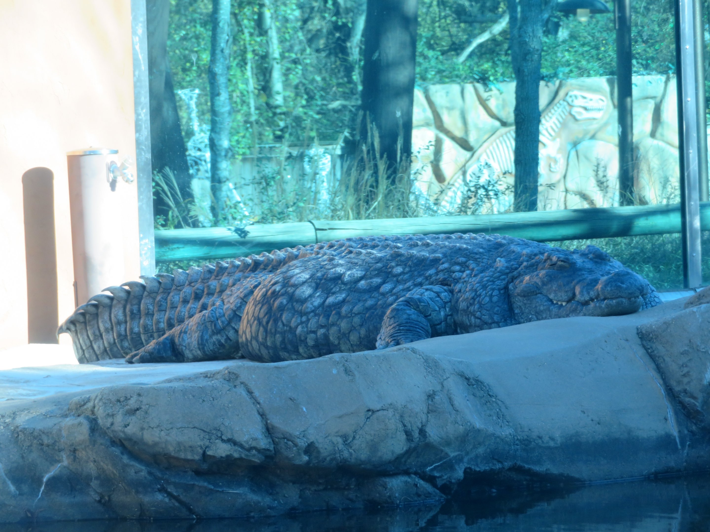 Nile Crocodile