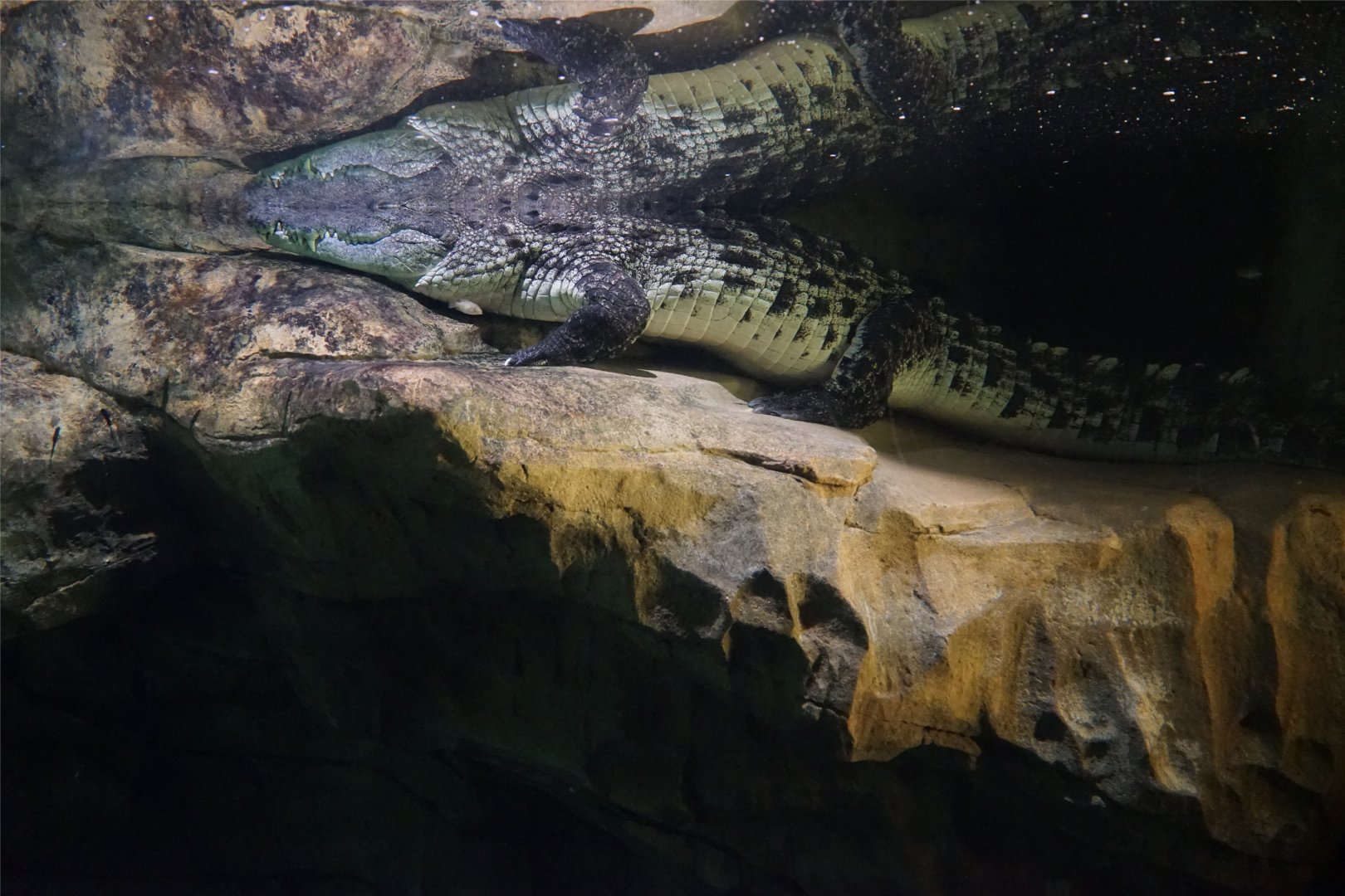 Nile Crocodile