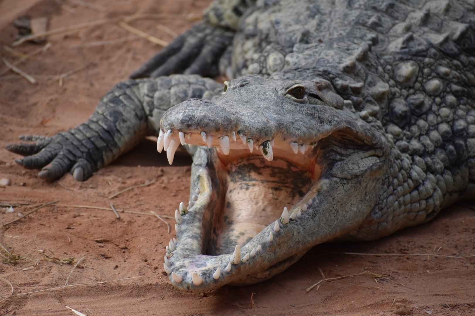 Nile crocodile
