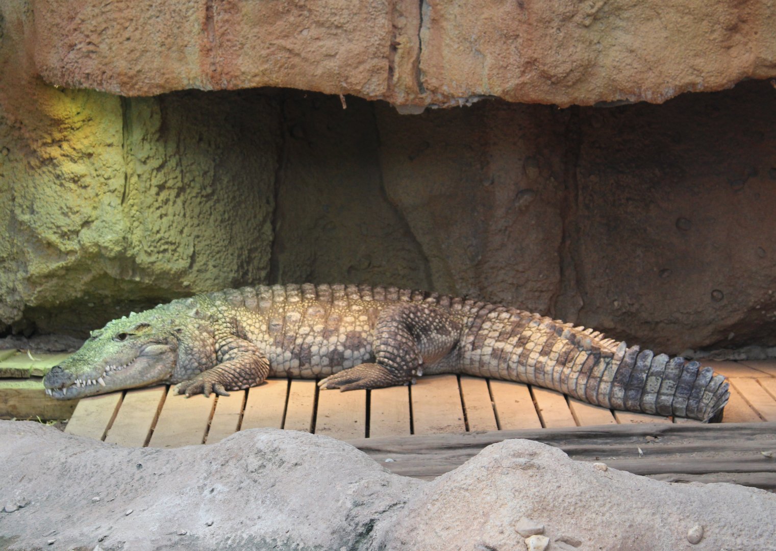 Nile crocodile