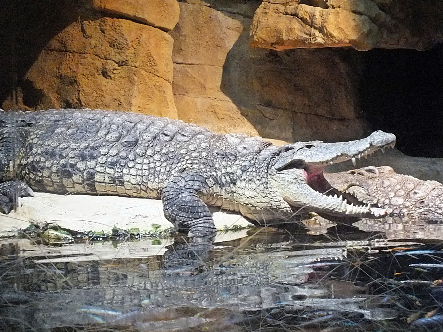 Nile crocodile