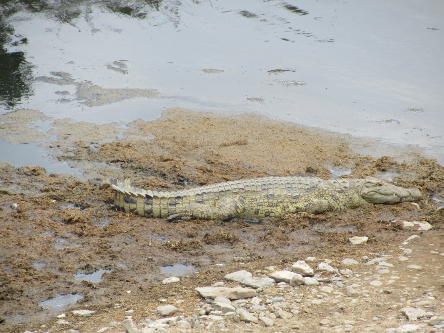 Nile crocodile