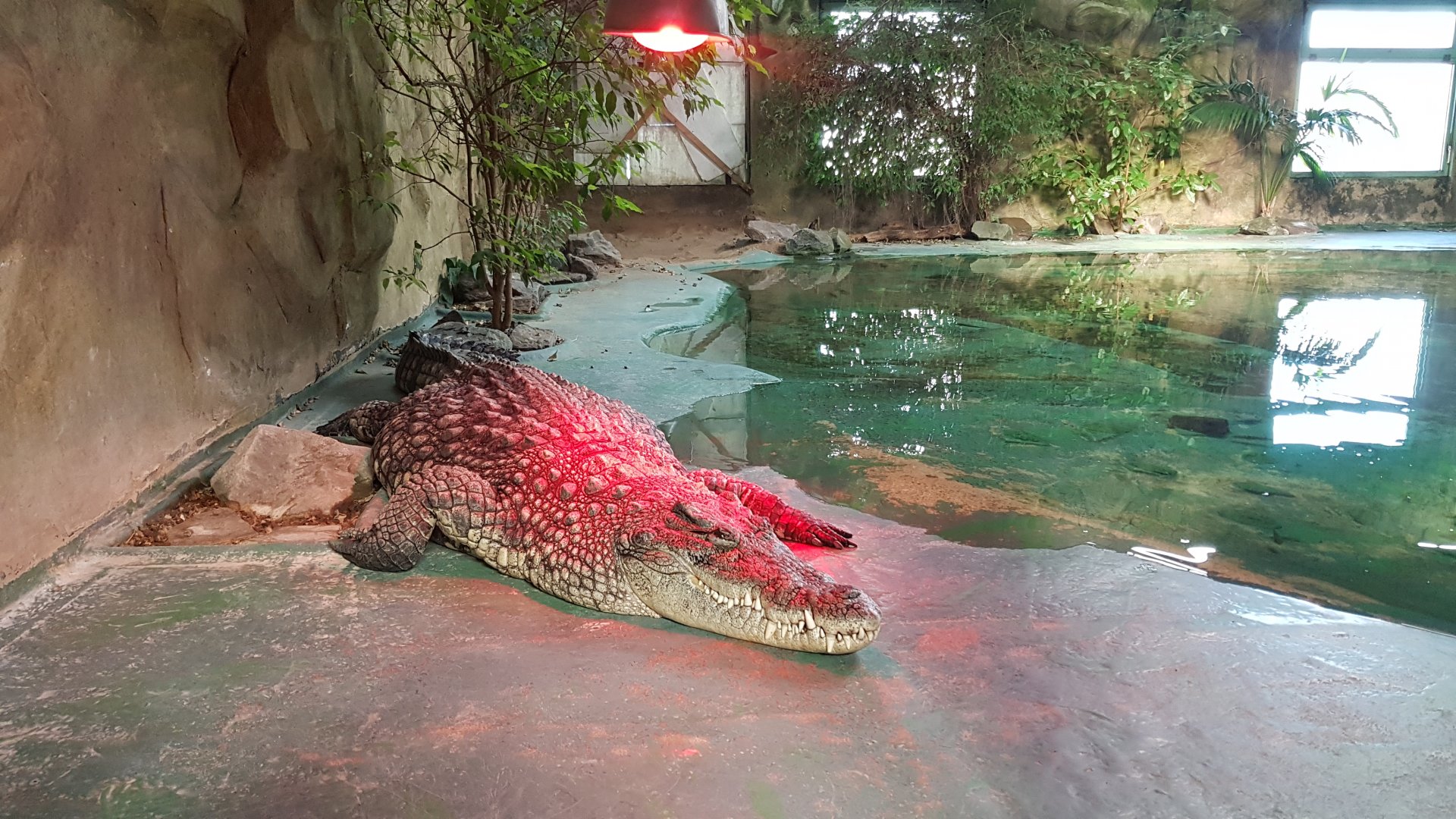 Nile crocodile