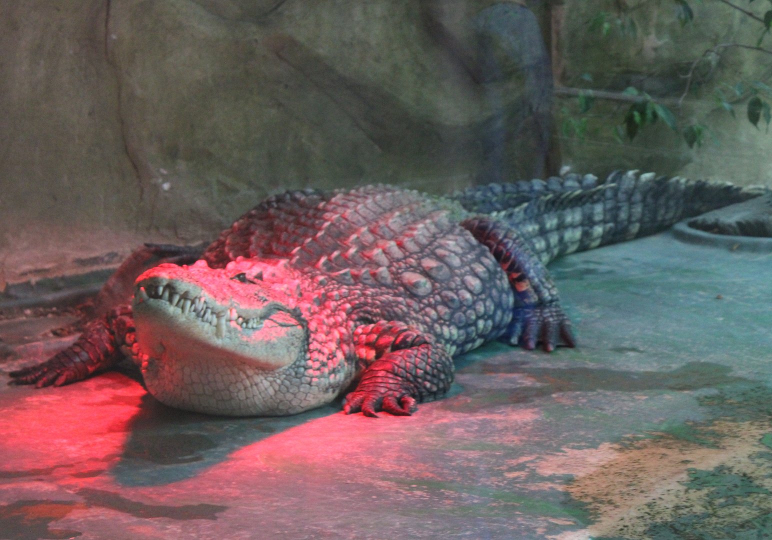 Nile crocodile