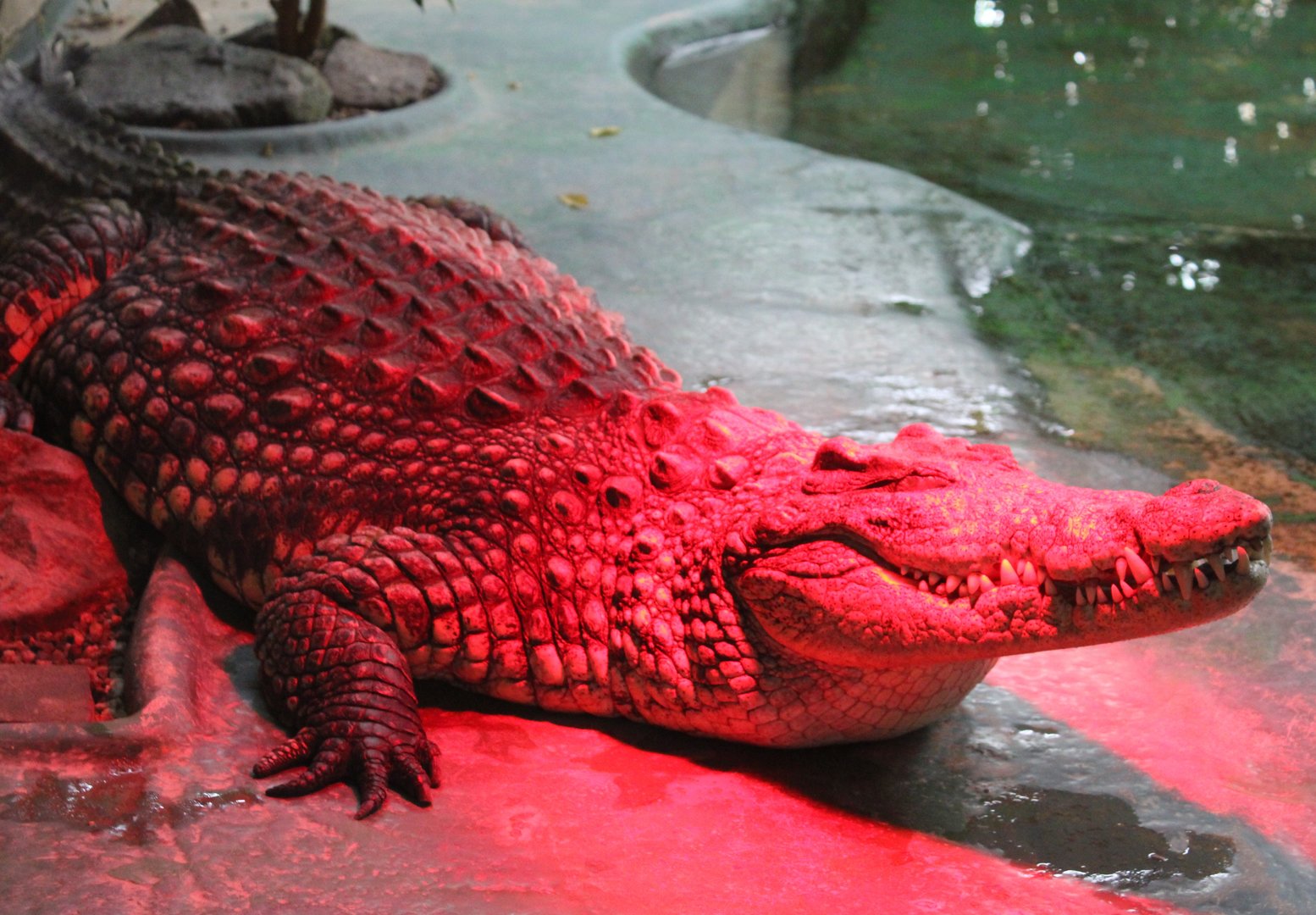 Nile crocodile