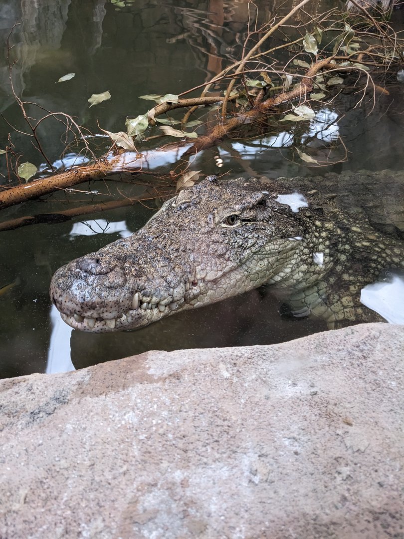 Nile Crocodile