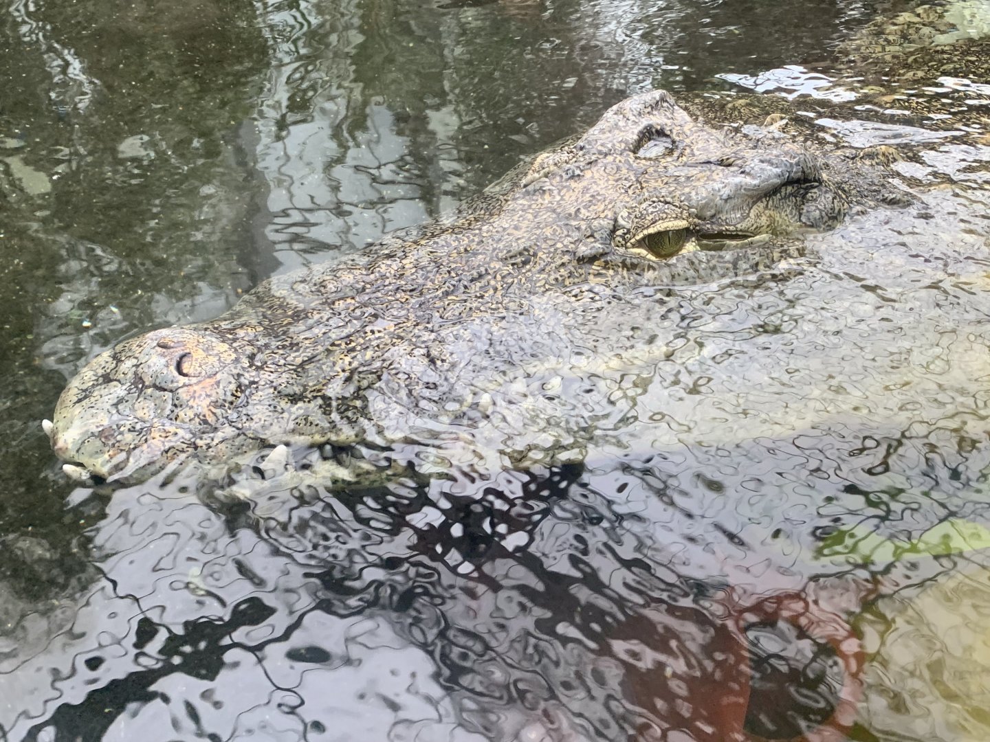 Nile crocodile
