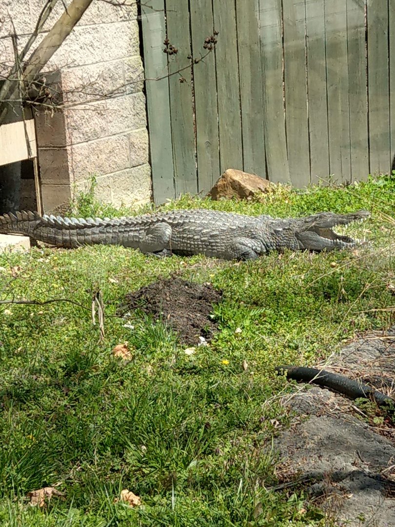 Nile Crocodile