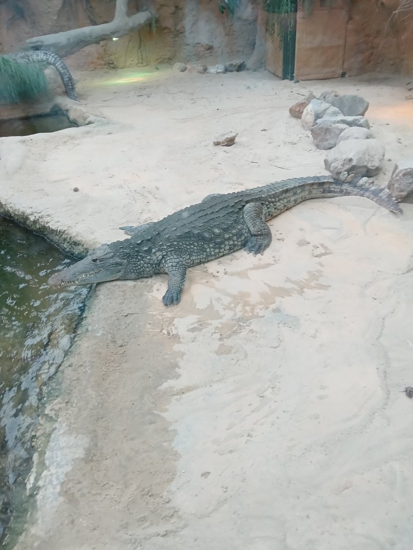 Nile Crocodile