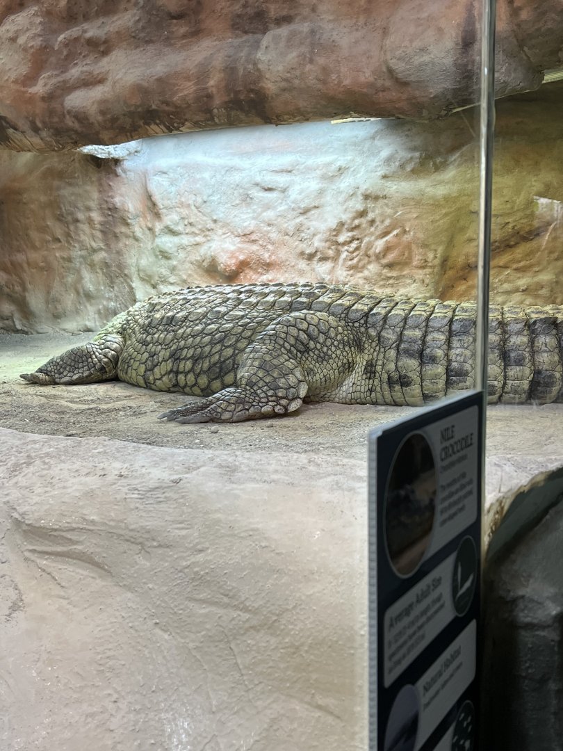 Nile Crocodile