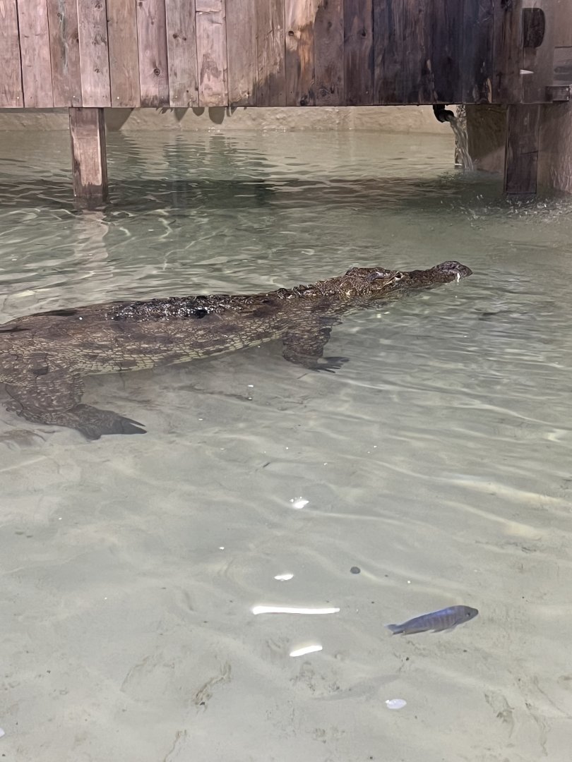 Nile Crocodile