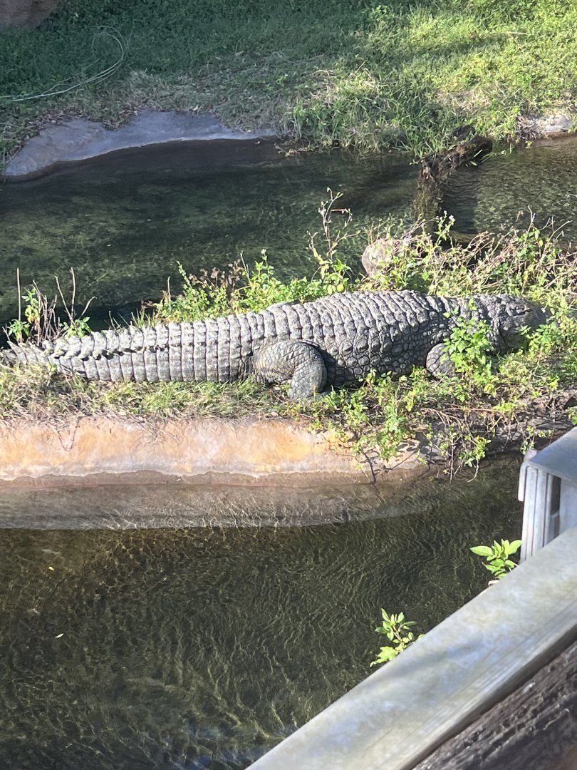 Nile Crocodile