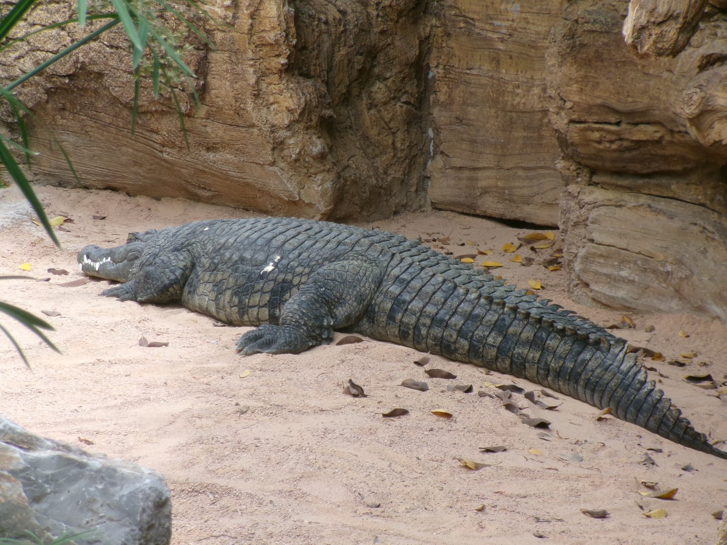 Nile crocodile