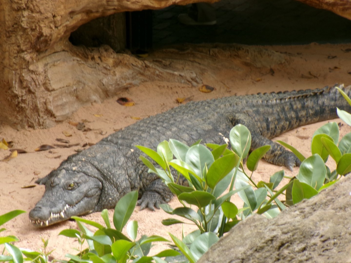Nile crocodile