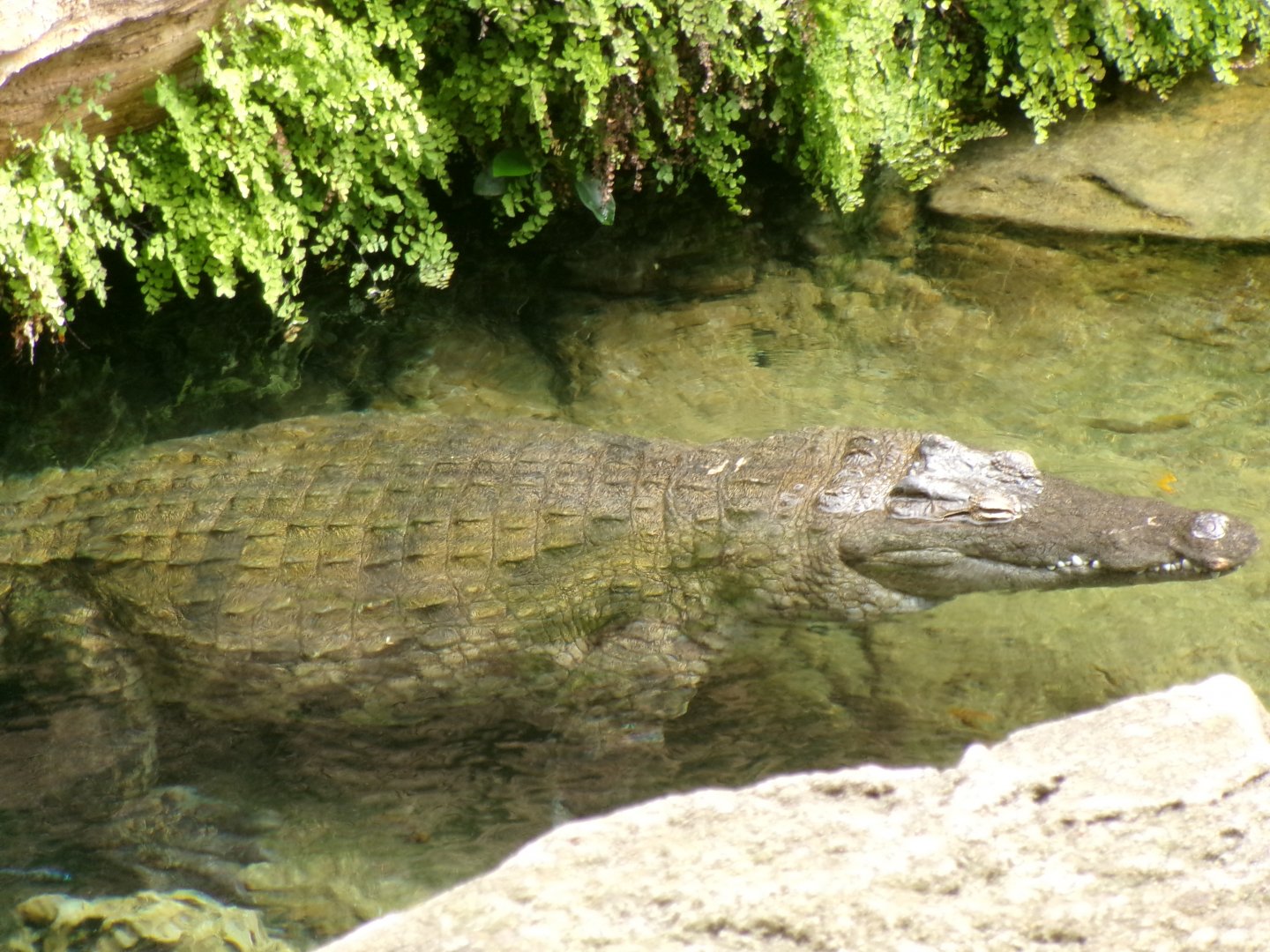 Nile crocodile