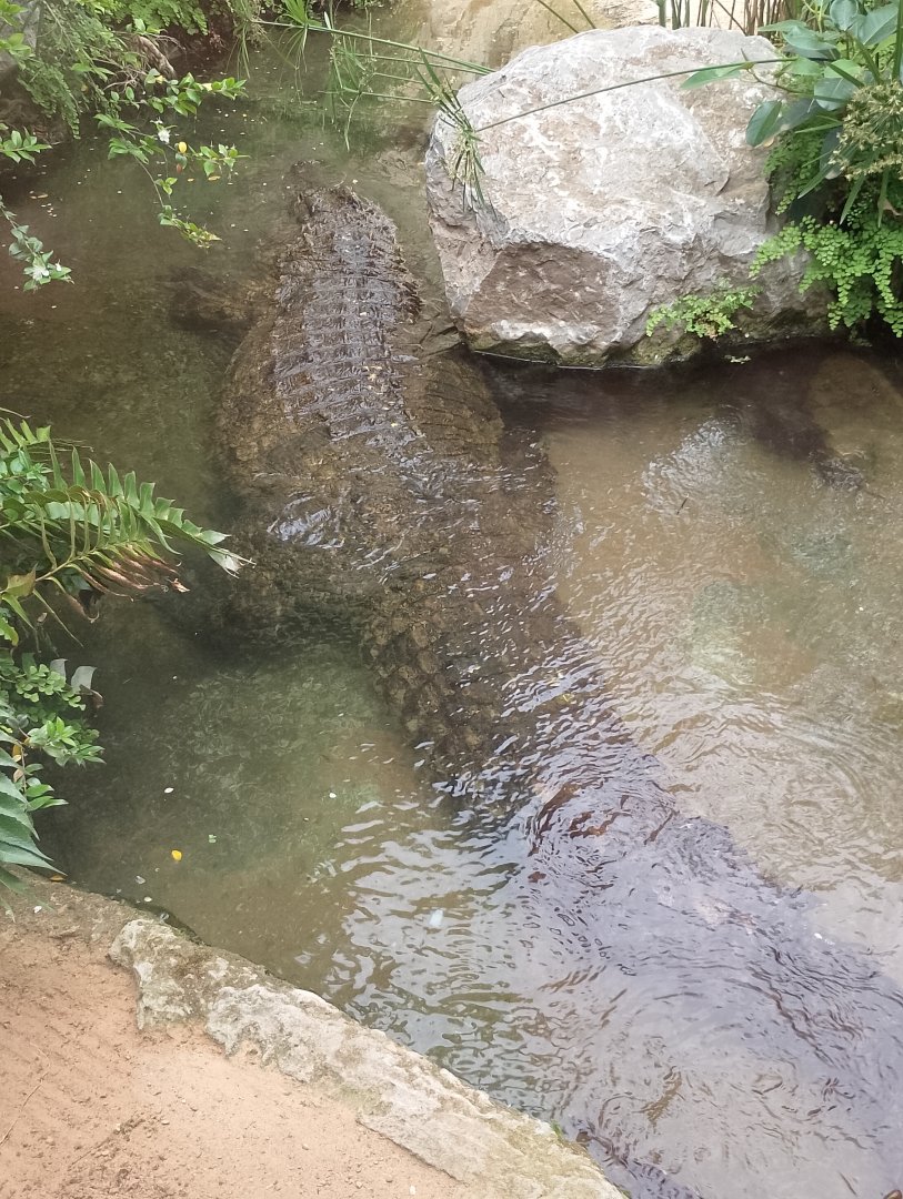 Nile crocodile