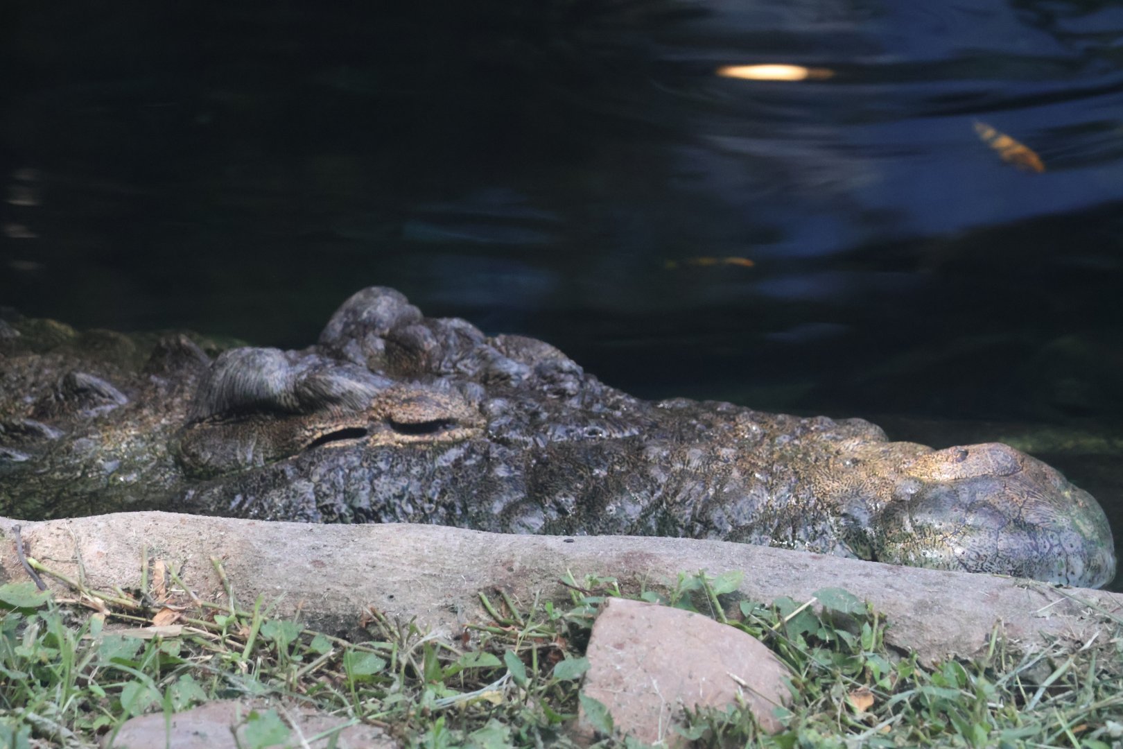 Nile crocodile