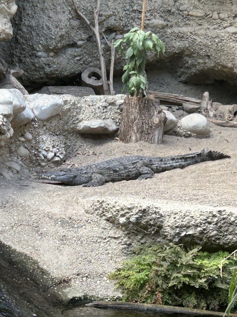 Nile crocodile