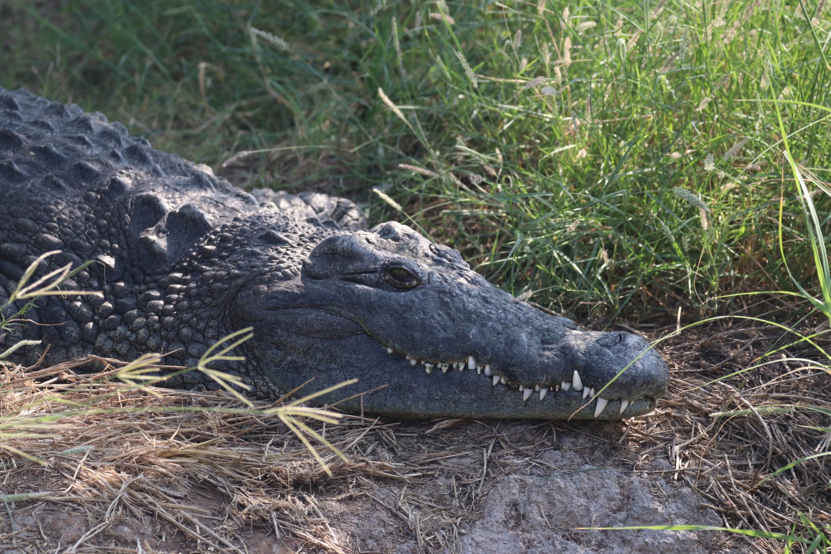 Nile crocodile