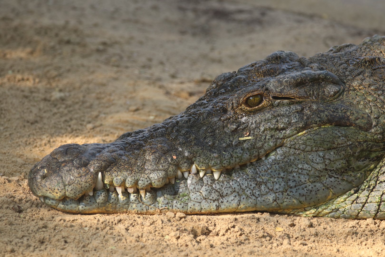 Nile crocodile