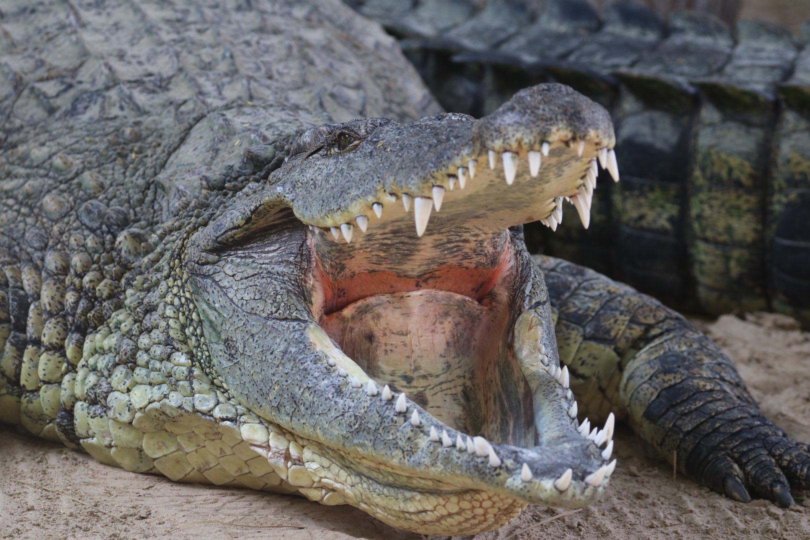 Nile crocodile