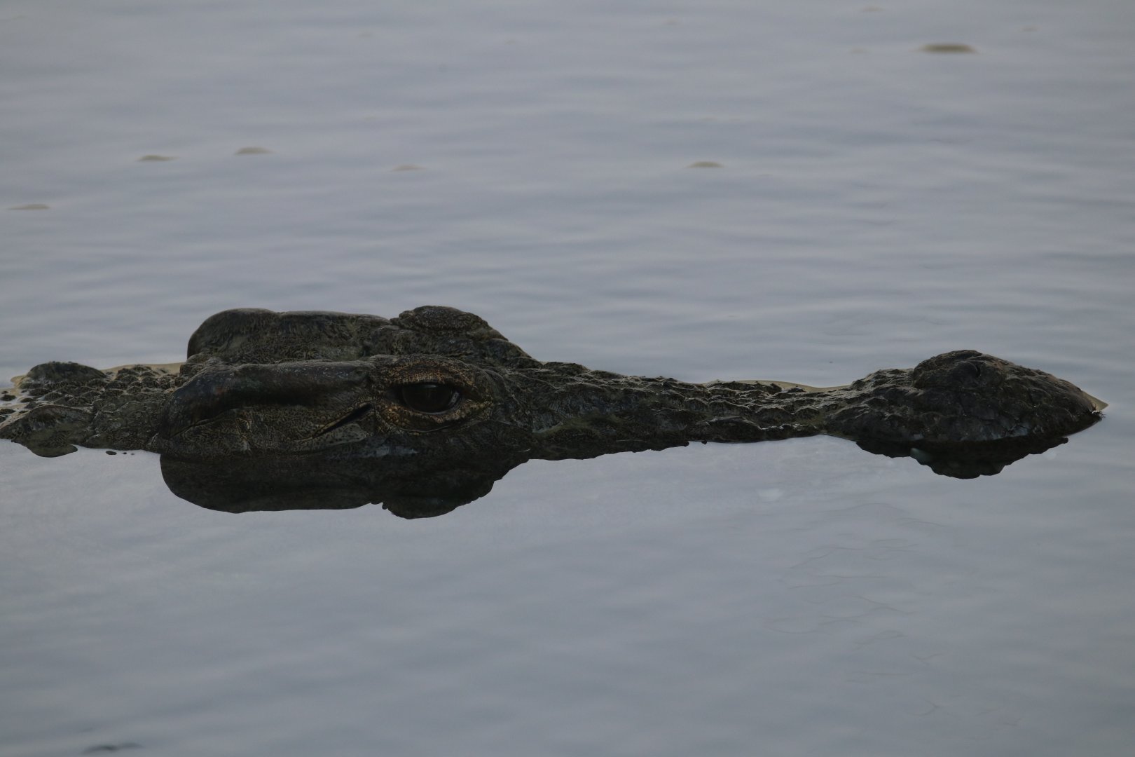 Nile crocodile