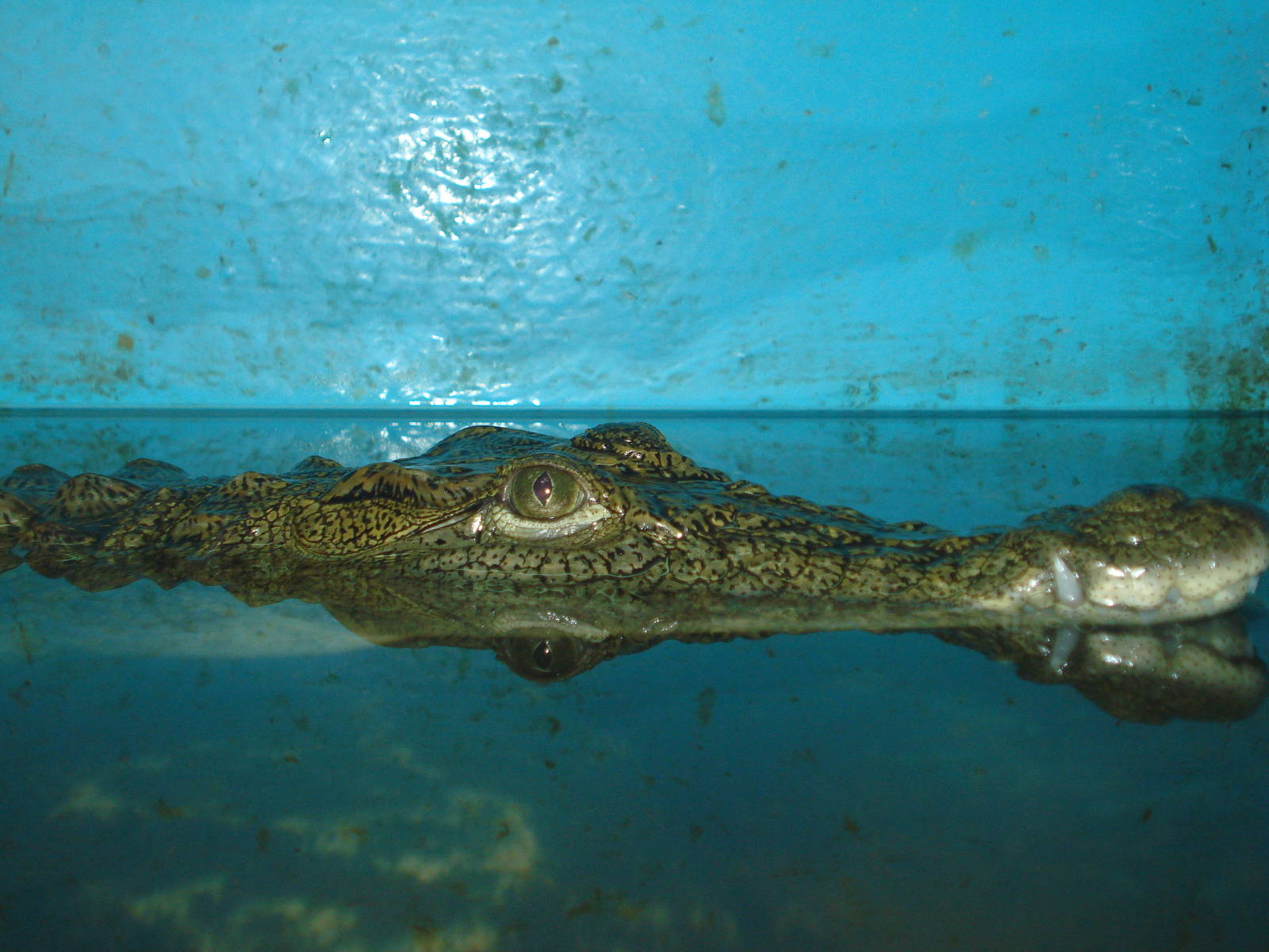Nile crocodile