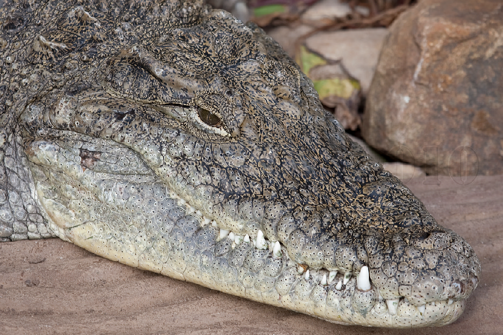 Nile Crocodile