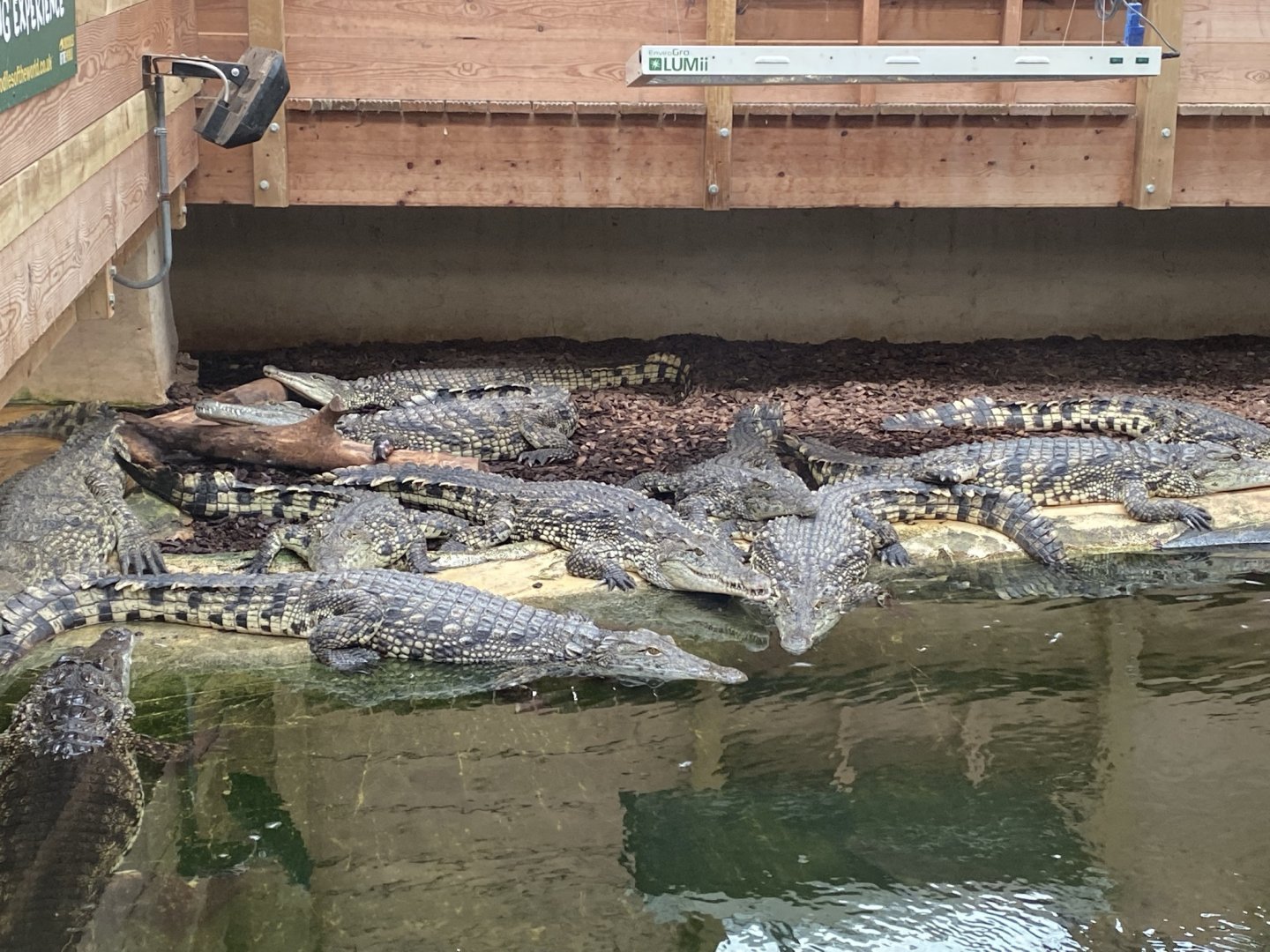 Nile crocodiles 020821