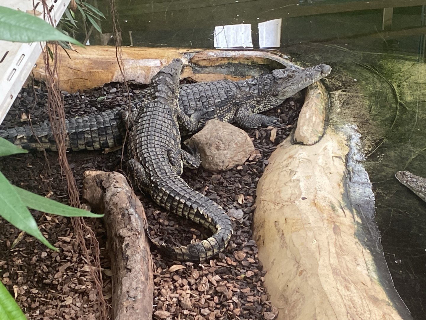 Nile crocodiles 020821