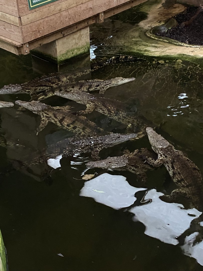 Nile crocodiles 040124