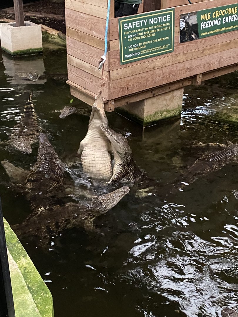 Nile crocodiles 040124