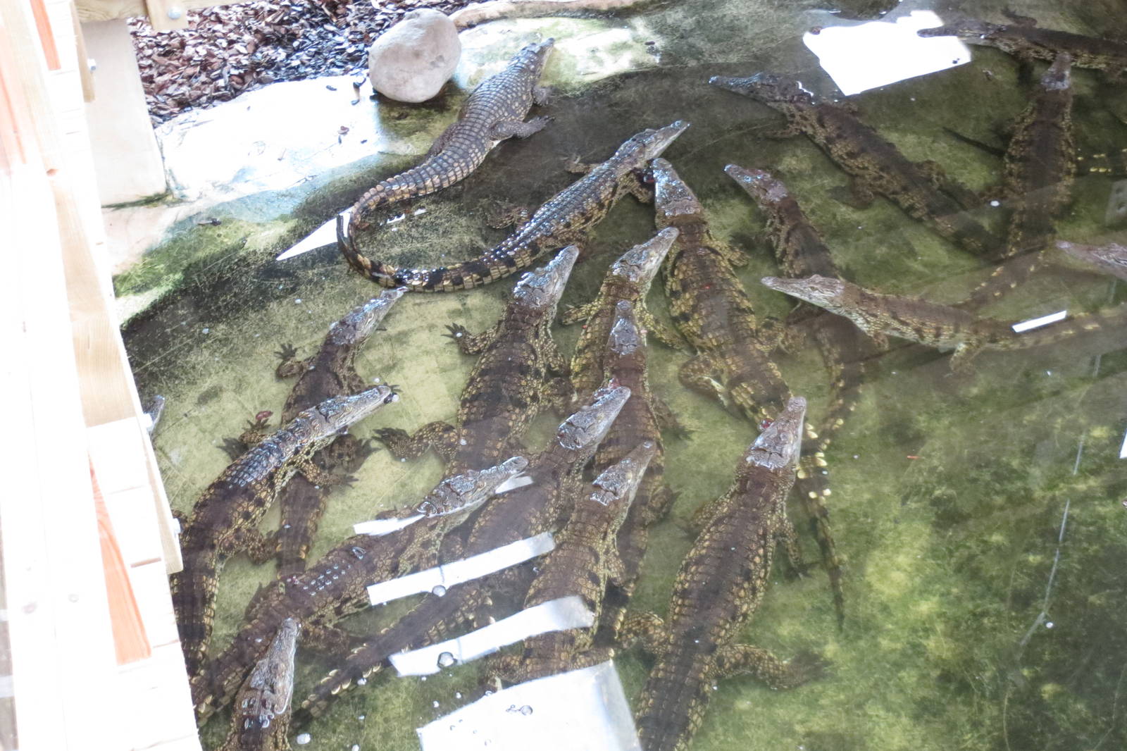 Nile Crocodiles 08/14