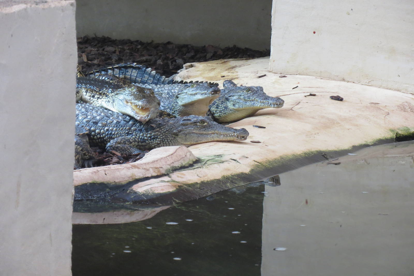 Nile Crocodiles 08/14