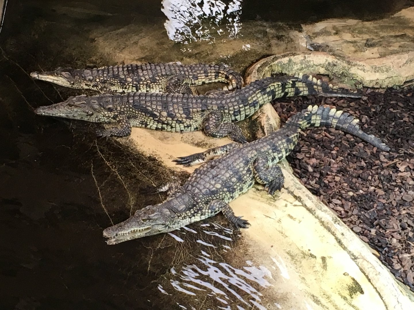 Nile crocodiles 100917