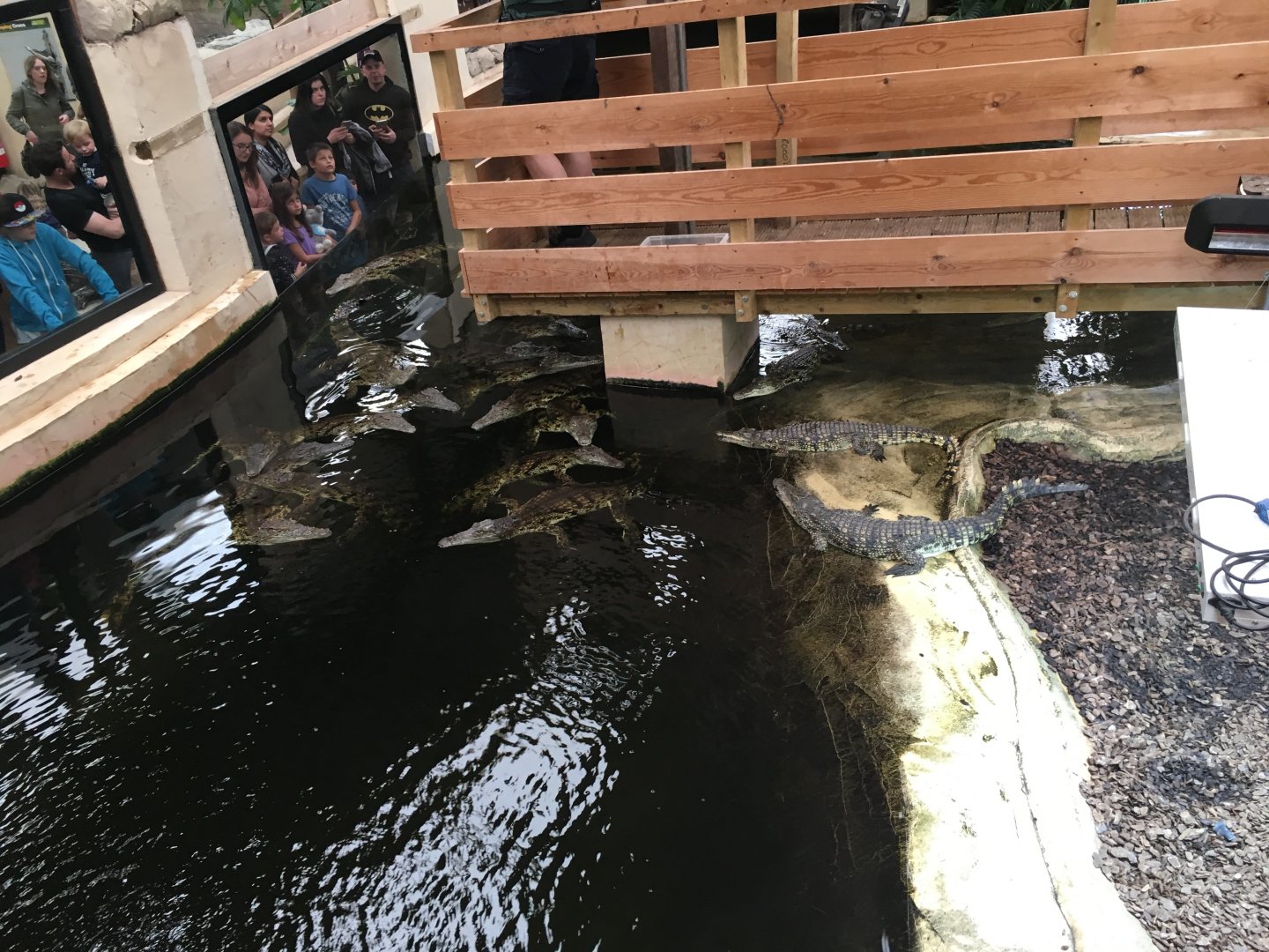 Nile crocodiles 100917