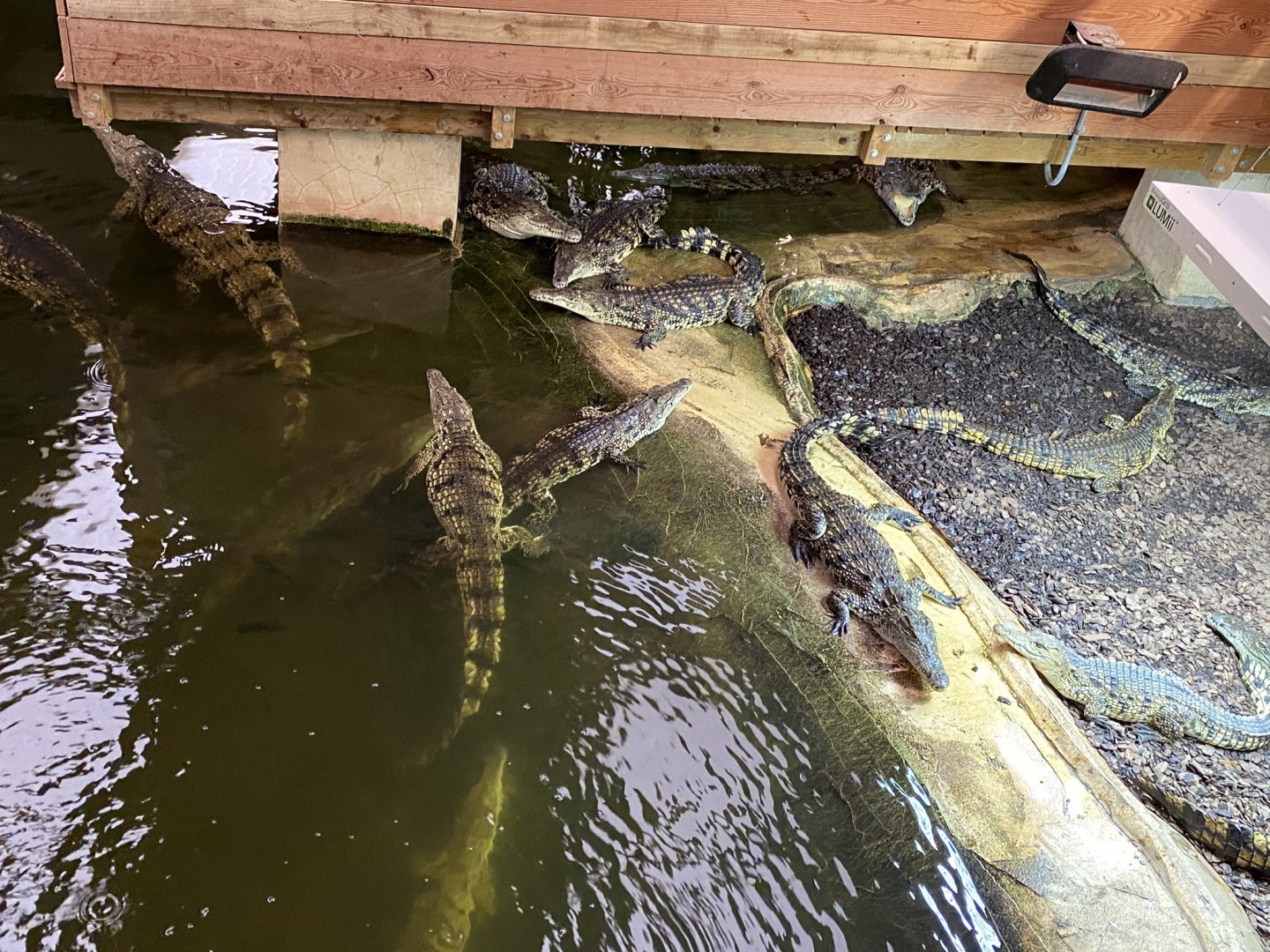 Nile crocodiles 231119